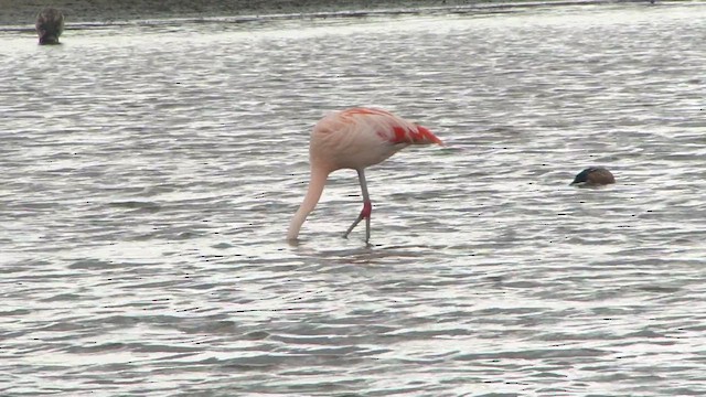 Şili Flamingosu - ML612592471