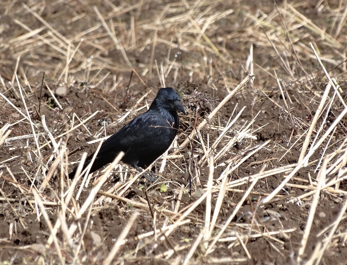 Ворона чорна (підвид orientalis) - ML612592477
