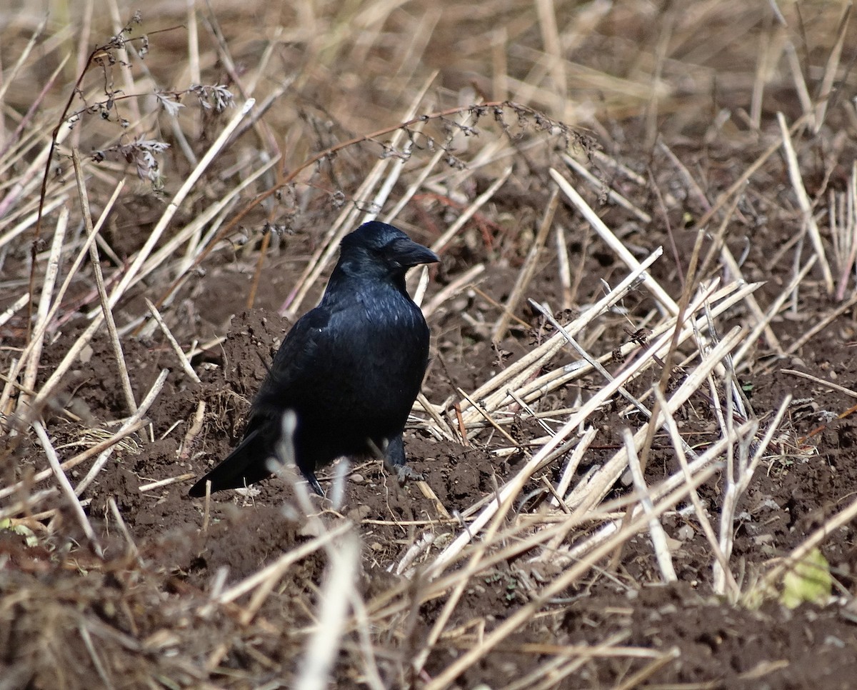 Ворона чорна (підвид orientalis) - ML612592478