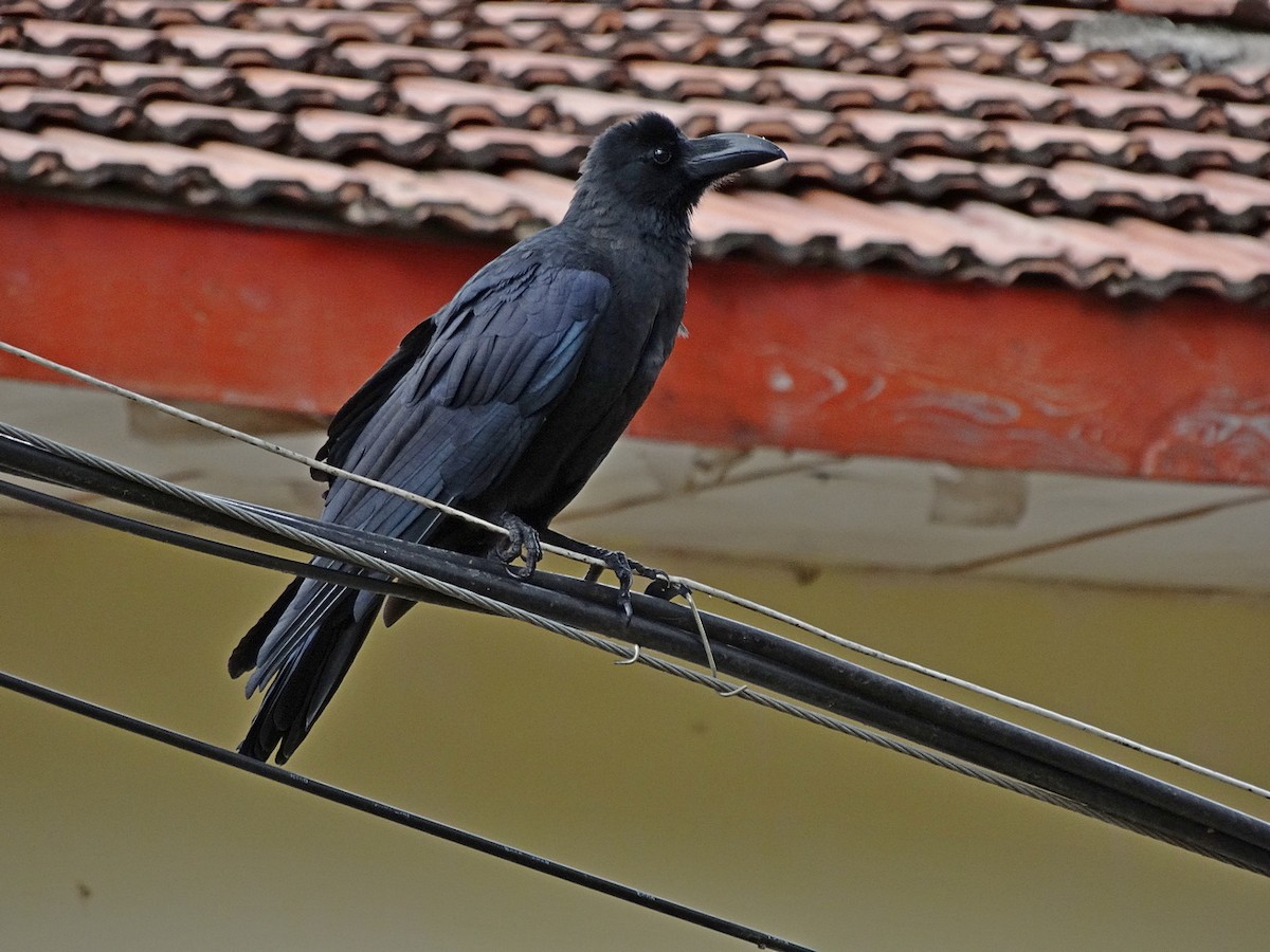 Large-billed Crow (Large-billed) - ML612592486