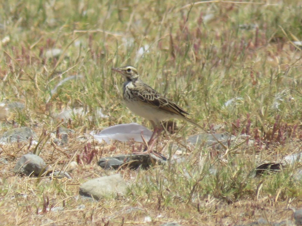 African Pipit (African) - ML612592682