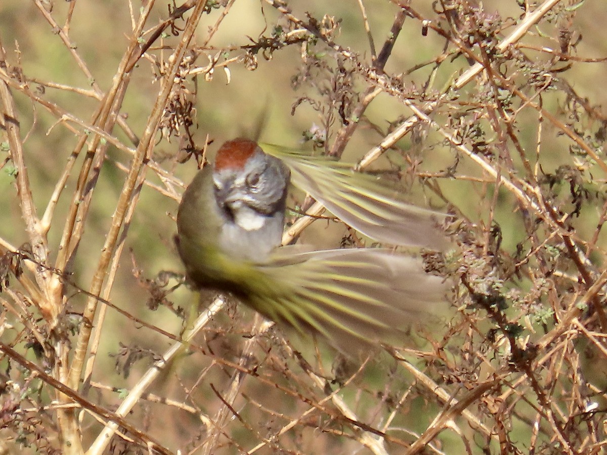 Green-tailed Towhee - Don Witter
