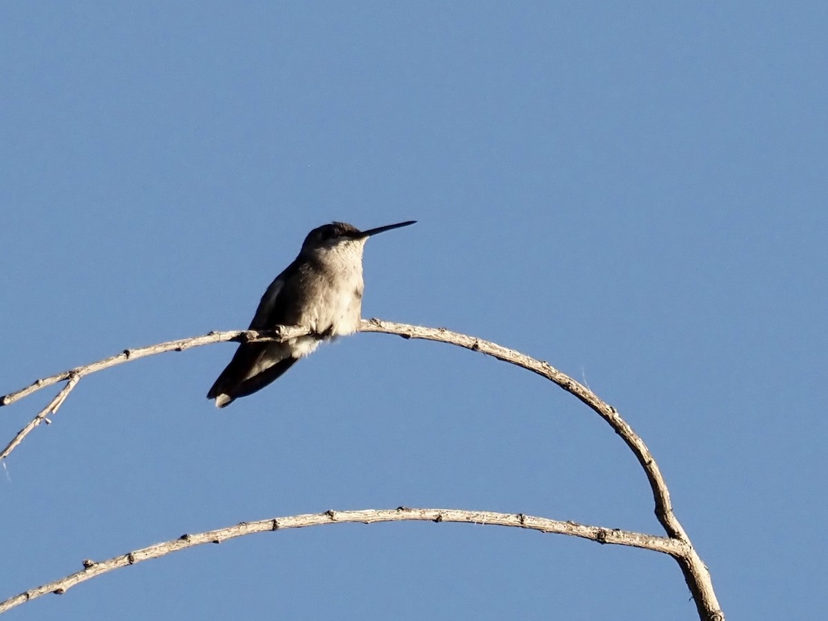 Black-chinned Hummingbird - ML612593221