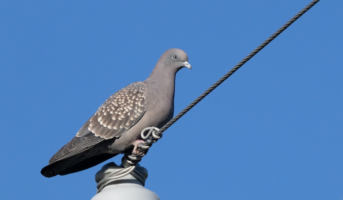 Spot-winged Pigeon - ML612593352