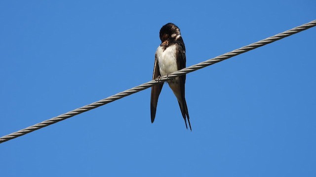 Barn Swallow - ML612593430