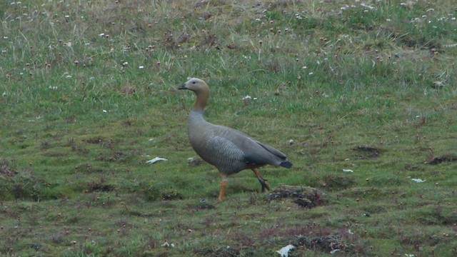 Ruddy-headed Goose - ML612593488