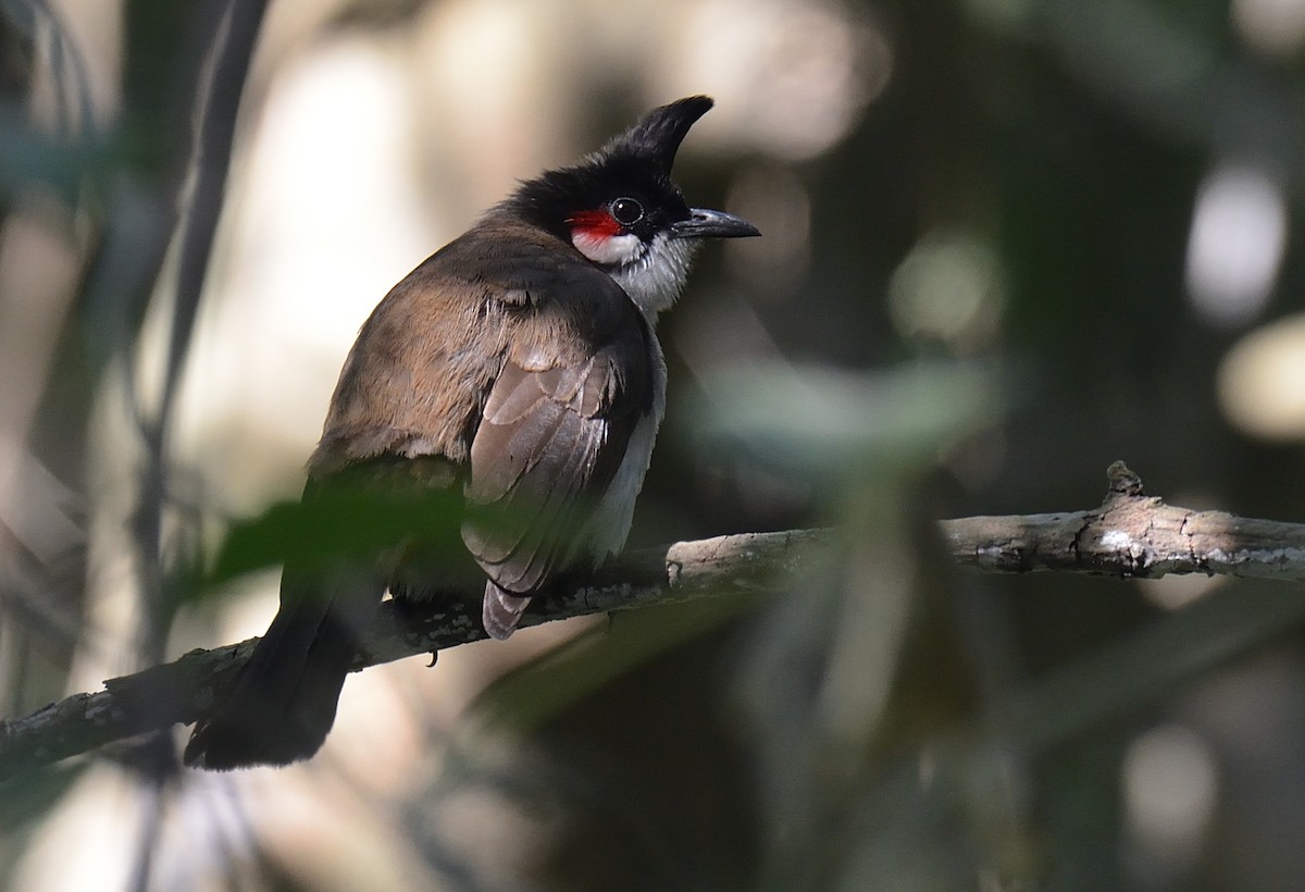 Red-whiskered Bulbul - Dinu Bandyopadhyay