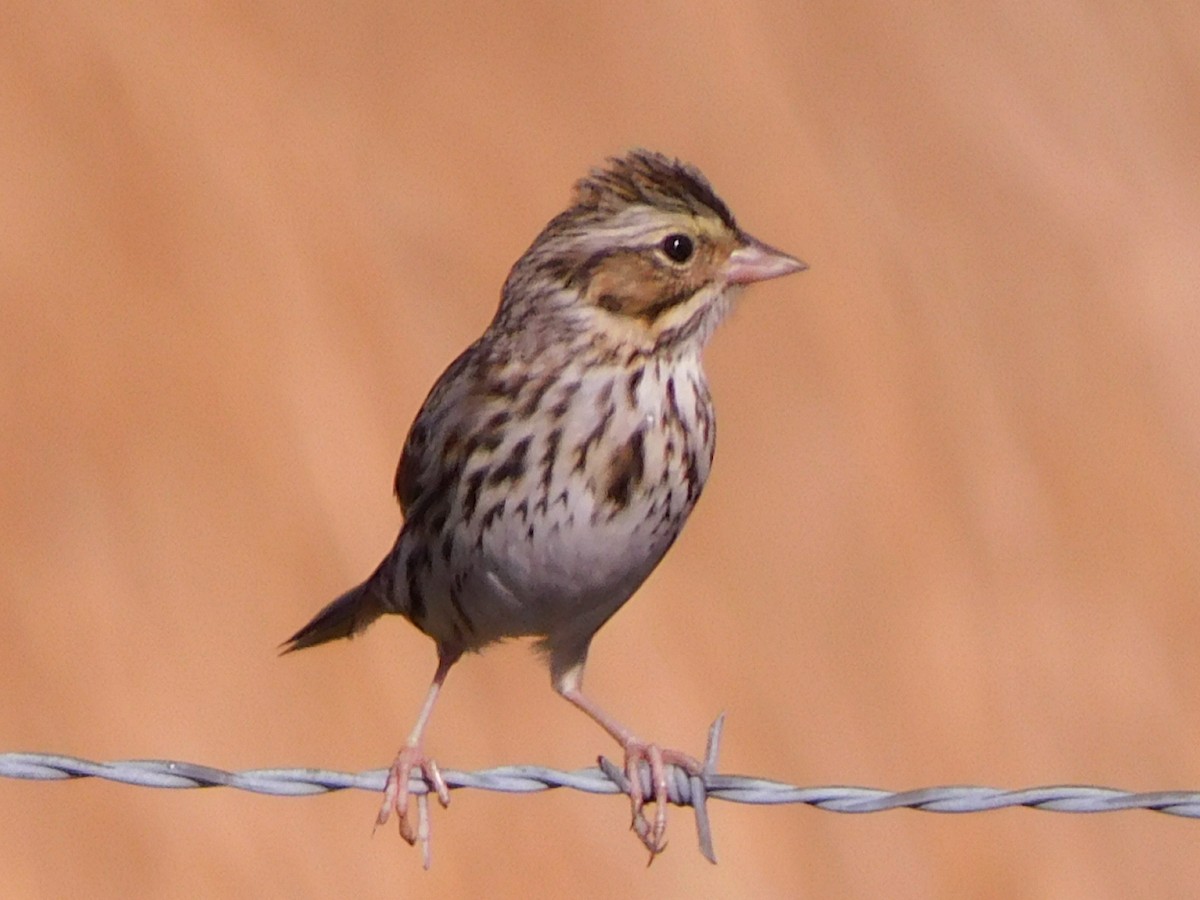 Savannah Sparrow (Savannah) - Peter Plage