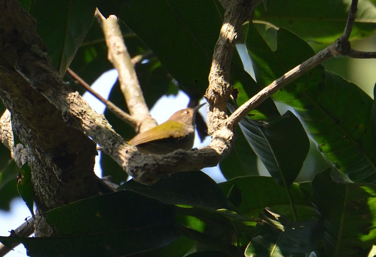 Common Tailorbird - Dinu Bandyopadhyay