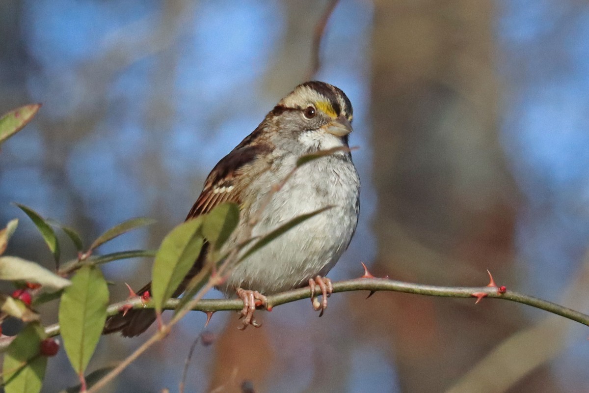 White-throated Sparrow - ML612594313