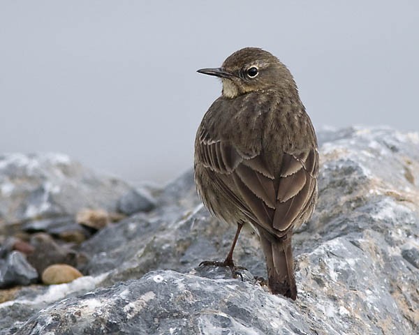 Rock Pipit (Western) - BWI Tolka Branch Historical Data