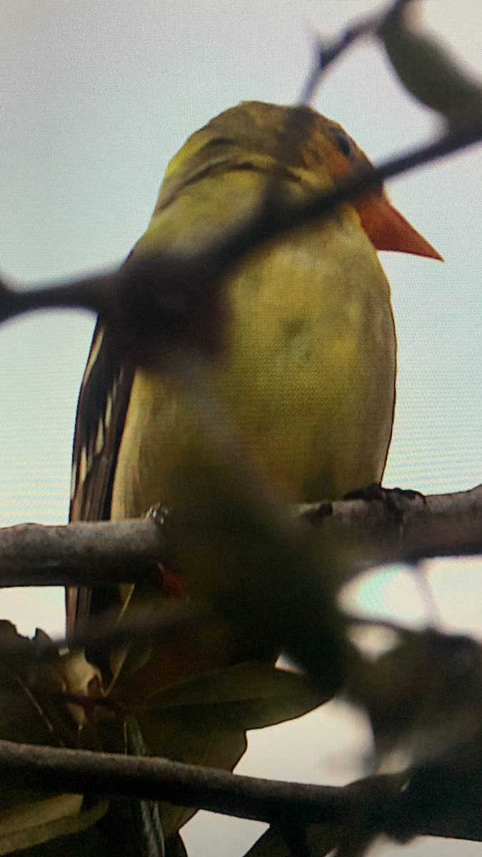 Western Tanager - ML612594875