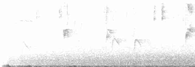 Белогорлая зонотрихия - ML612594955