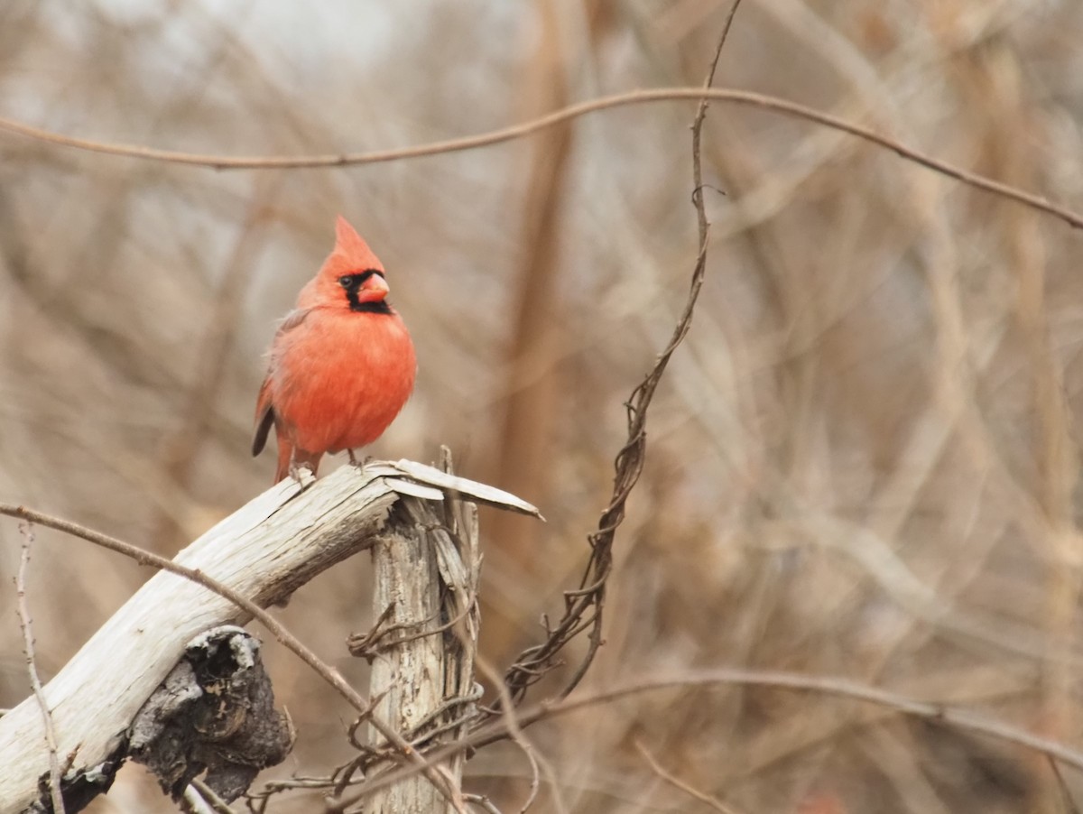 Northern Cardinal - Bill Bunn