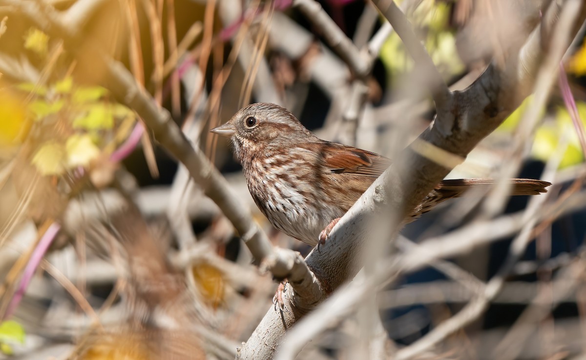 Song Sparrow (montana/merrilli) - ML612595115