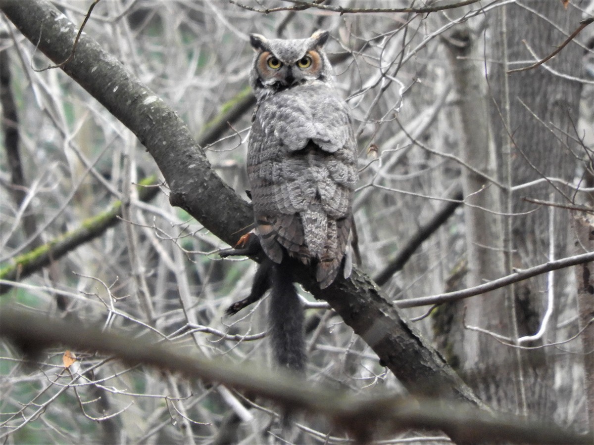 Great Horned Owl - ML612595387