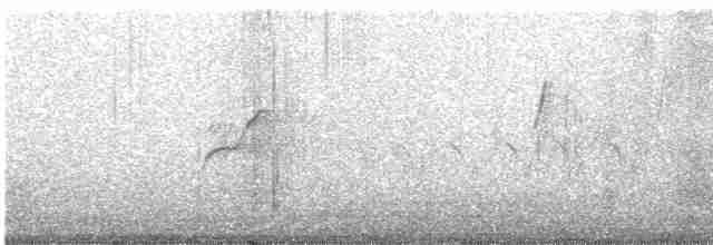 Batı Amerika Sinekkapanı (occidentalis/hellmayri) - ML612595400