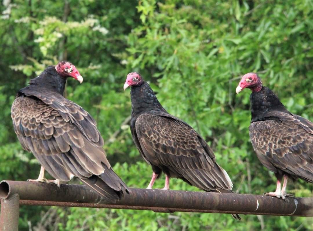 Turkey Vulture - ML612595494
