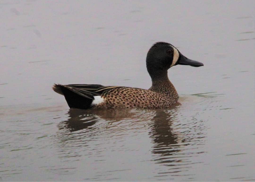 Blue-winged Teal - ML612595546