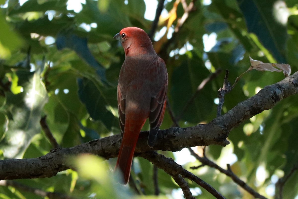 Hepatic Tanager - ML612595898