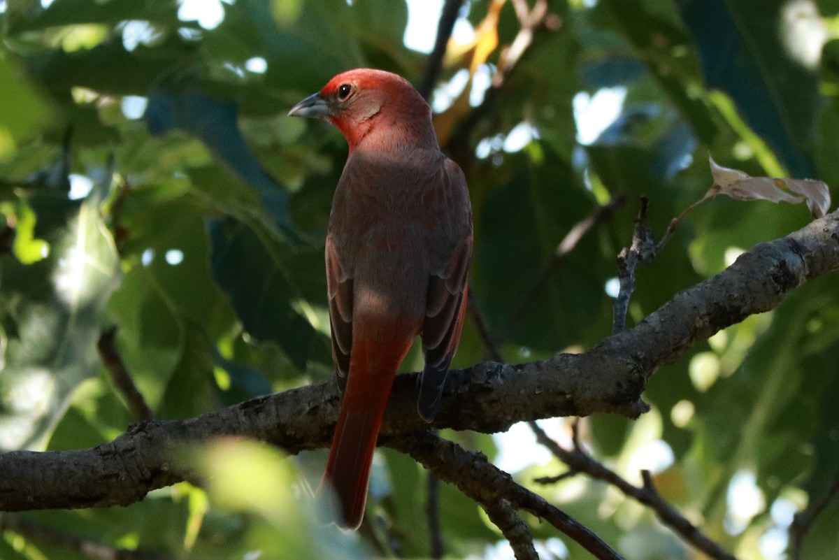 Hepatic Tanager - ML612595899
