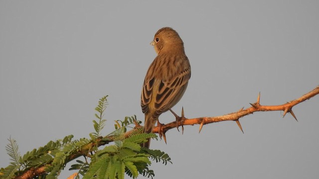 Red-headed Bunting - ML612596020
