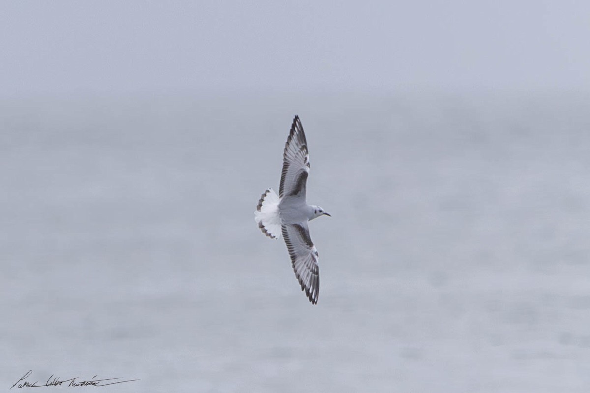 Ebird Checklist Dec Trustom Pond Nwr Moonstone Beach Species