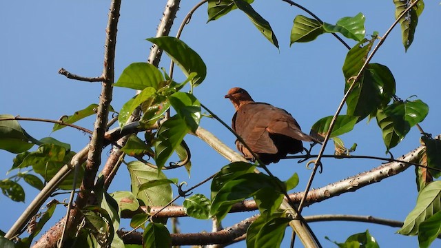 Andaman Cuckoo-Dove - ML612596384