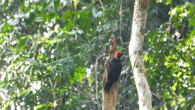 Andaman Woodpecker - ML612596388