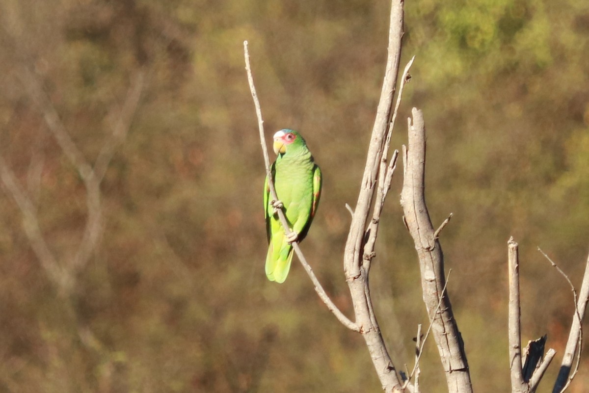 White-fronted Parrot - ML612596561