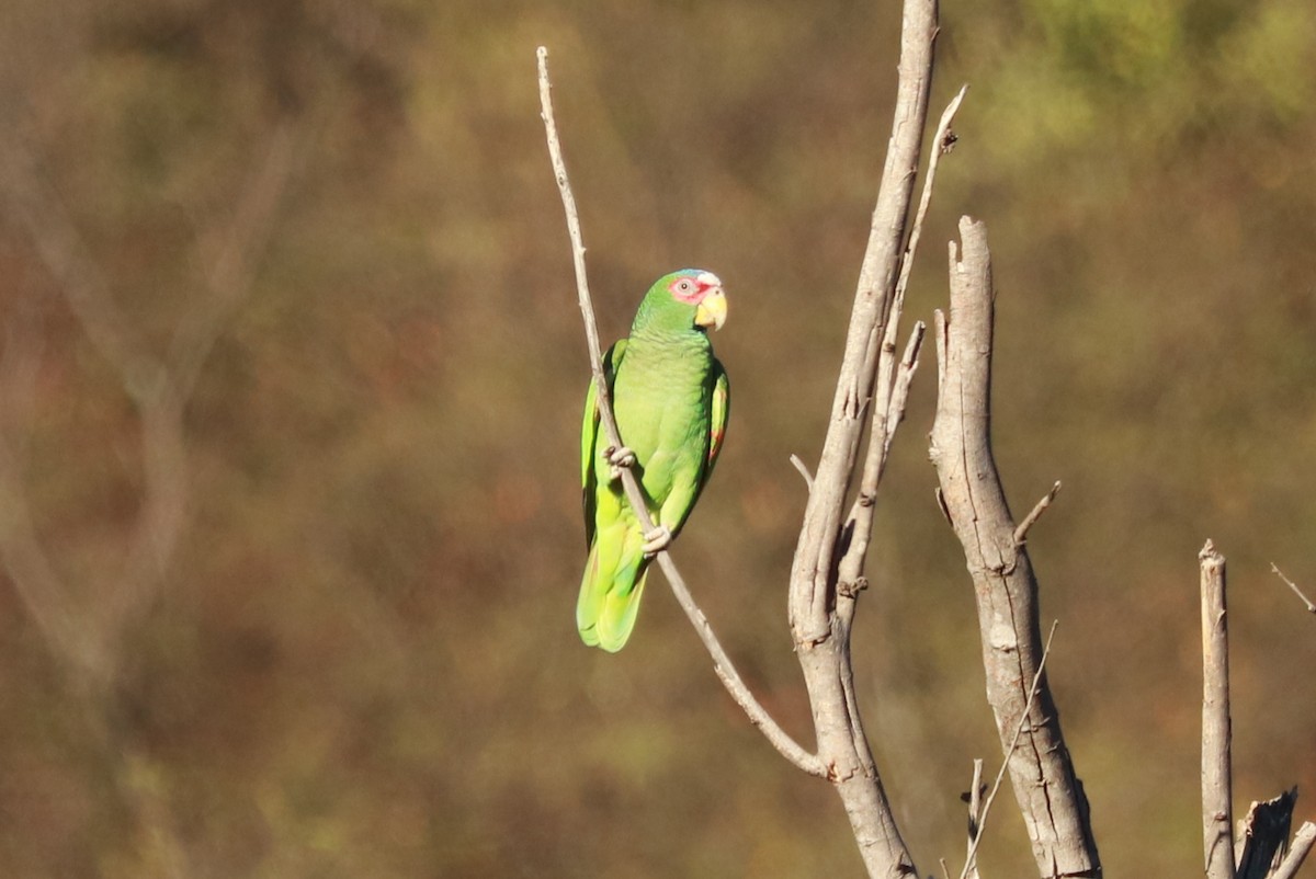 White-fronted Parrot - ML612596562