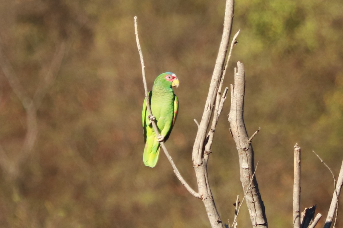 White-fronted Parrot - ML612596563