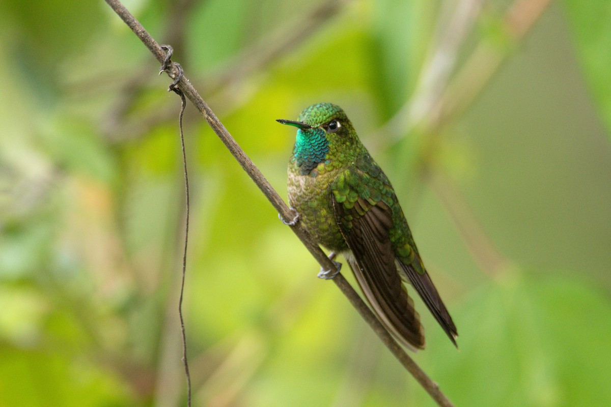kolibřík dřišťálový - ML612596746