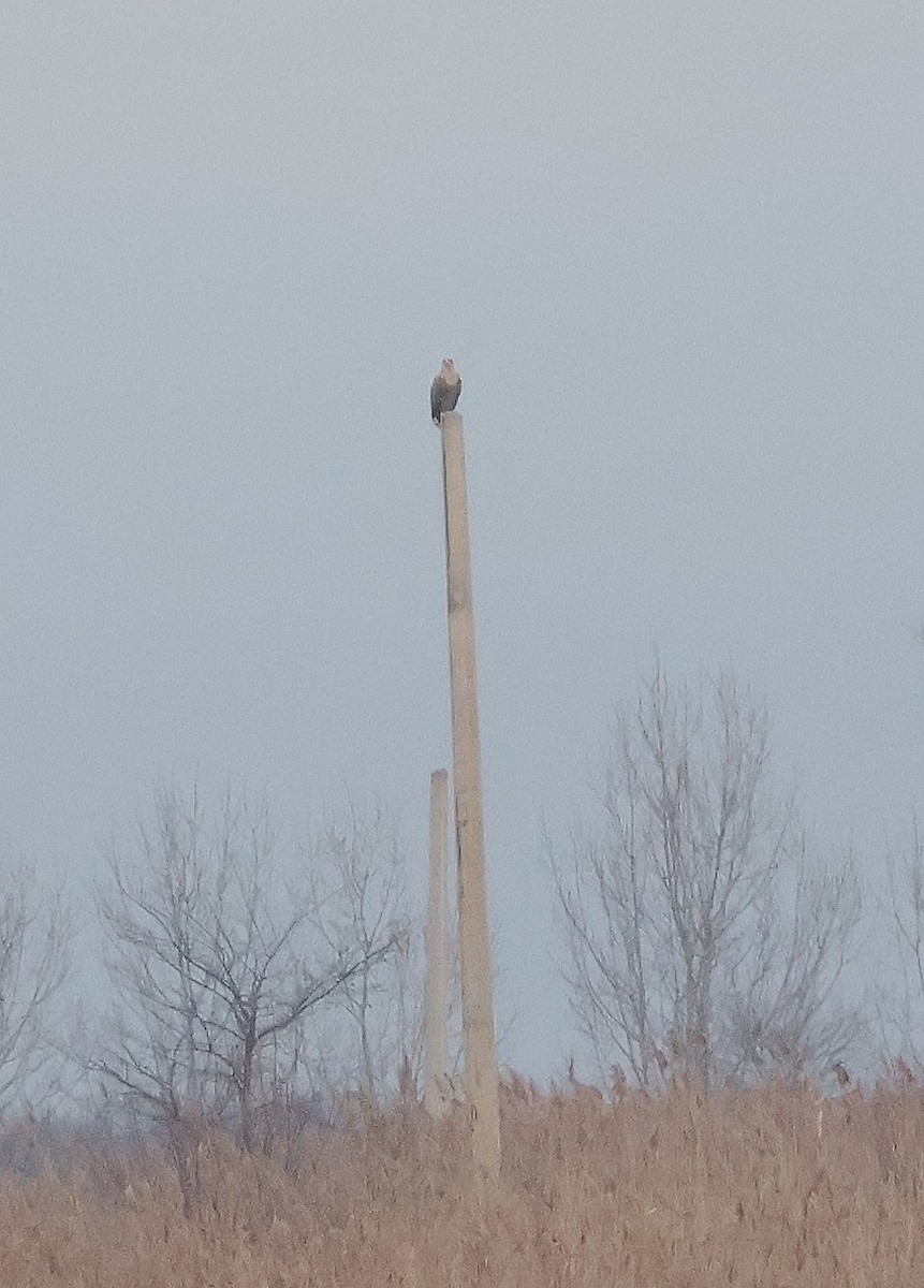 White-tailed Eagle - ML612596814