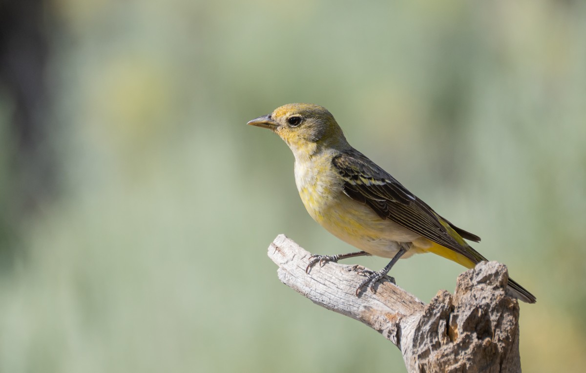 Western Tanager - ML612596878