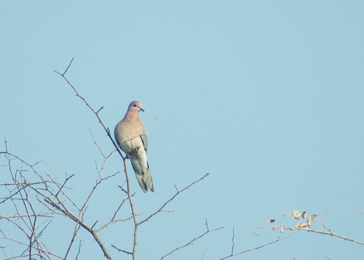 Laughing Dove - ML612596938