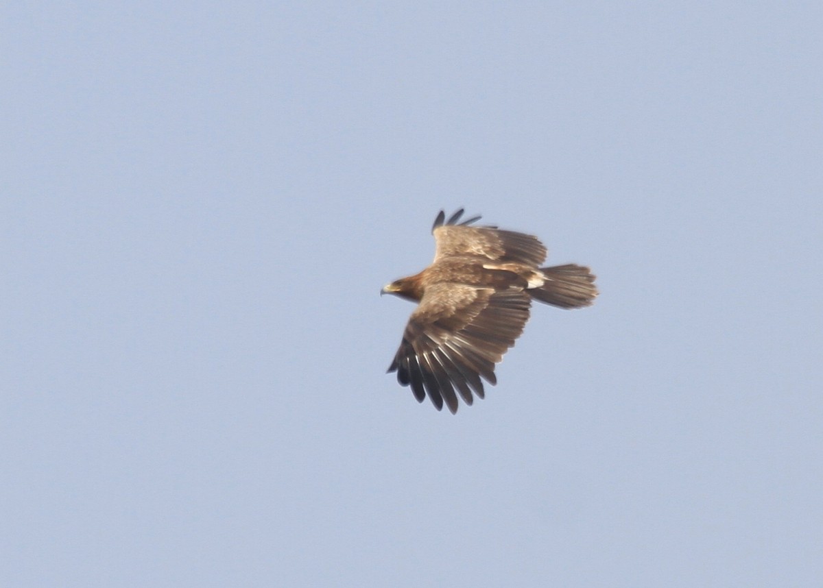 Greater Spotted Eagle - ML612596996
