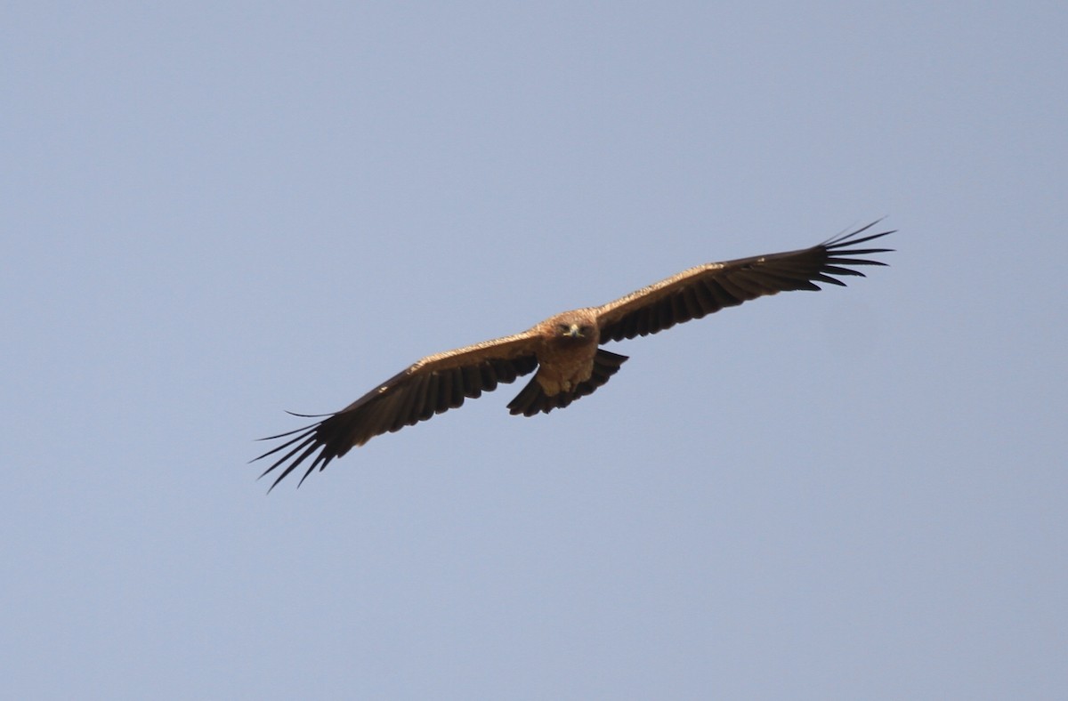 Greater Spotted Eagle - Vijaya Lakshmi