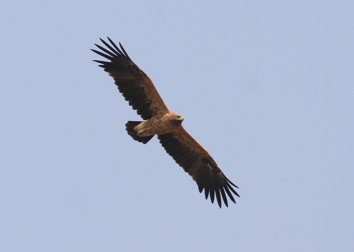 Greater Spotted Eagle - ML612597000