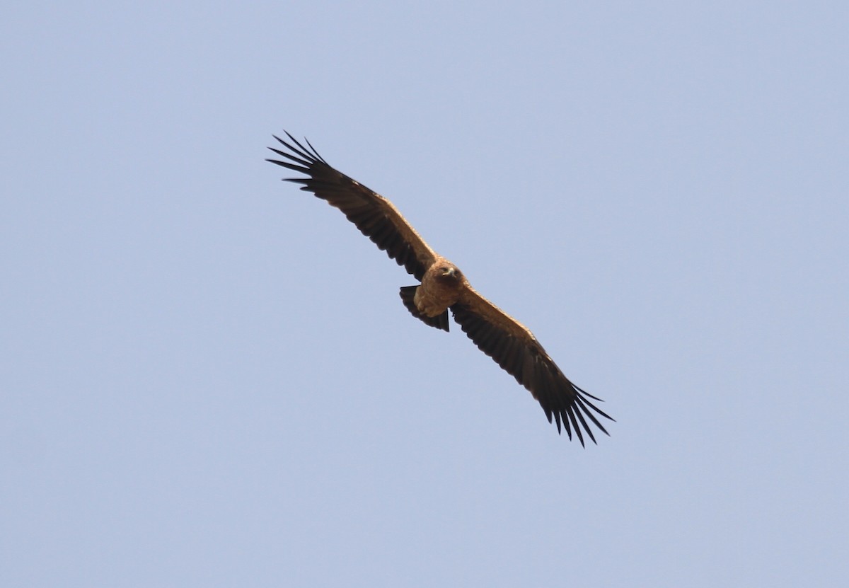 Greater Spotted Eagle - Vijaya Lakshmi