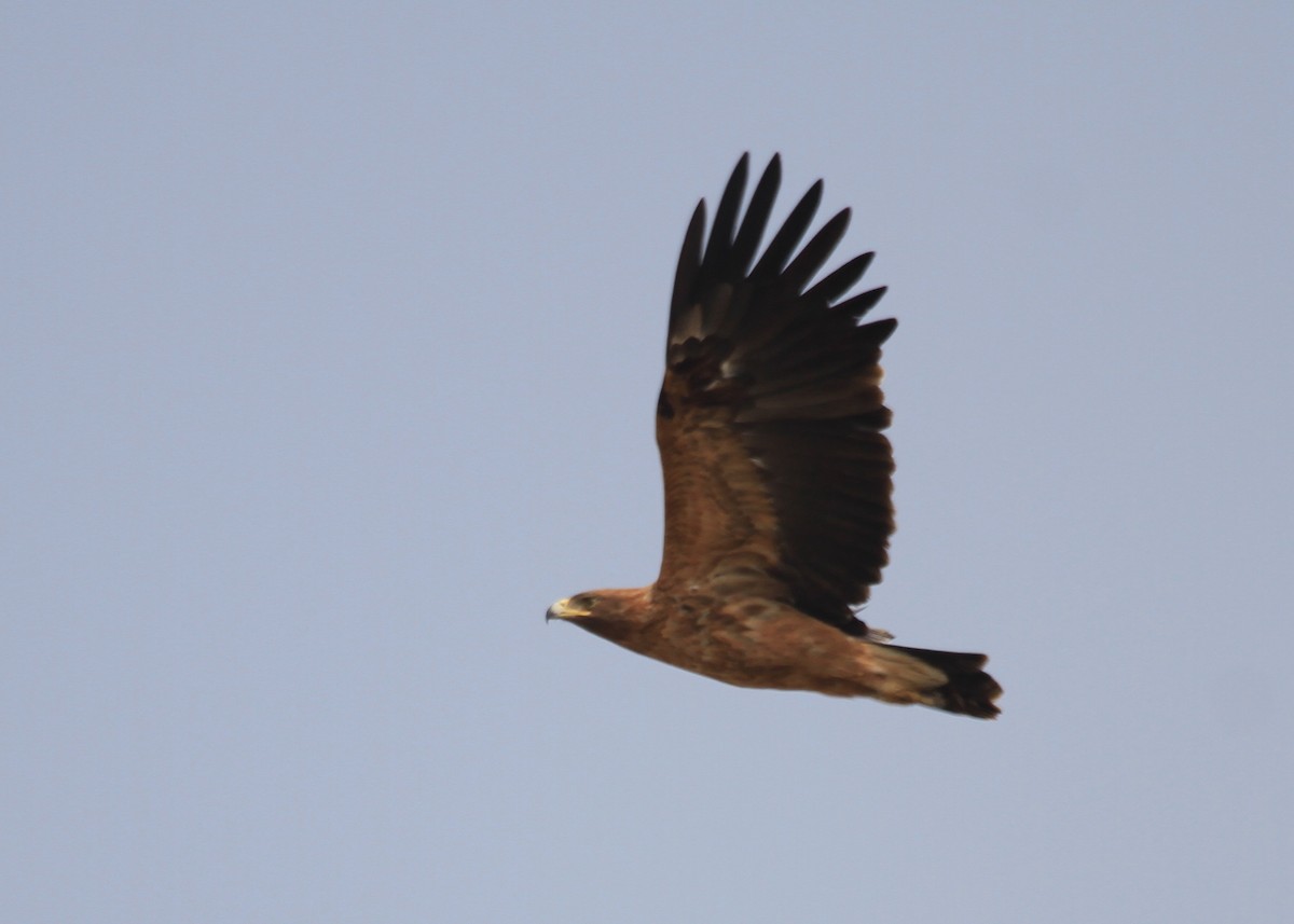 Greater Spotted Eagle - ML612597003