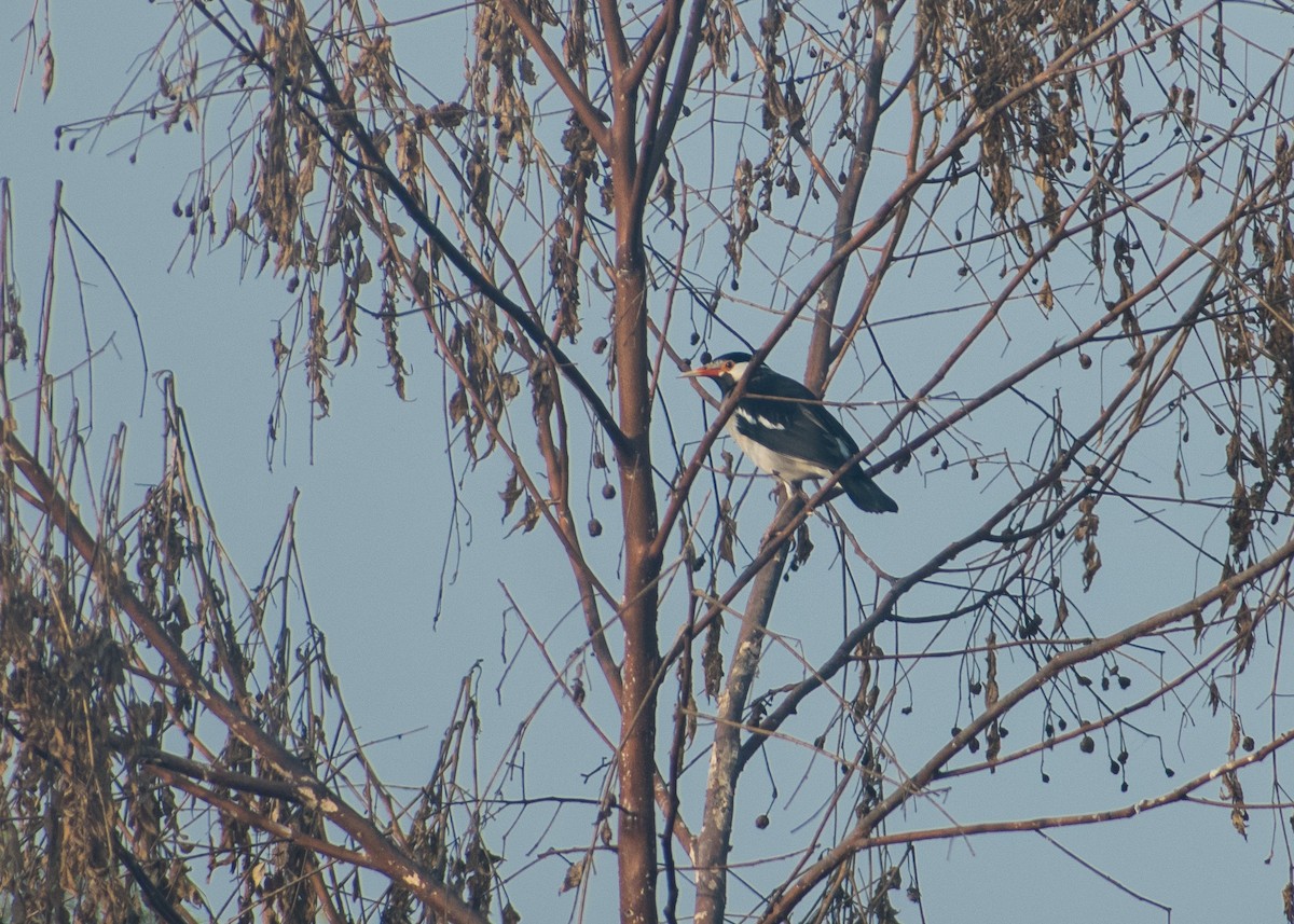 Indian Pied Starling - ML612597024