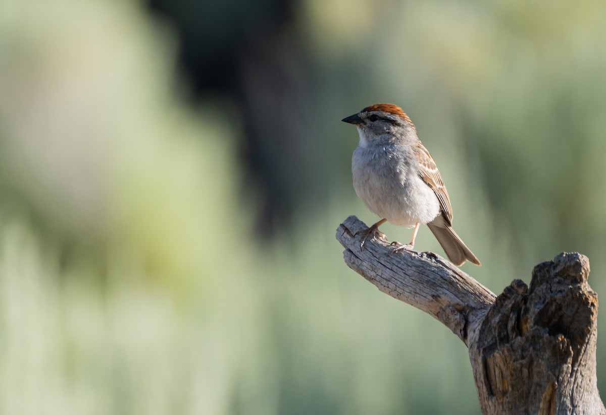 Chipping Sparrow - ML612597036
