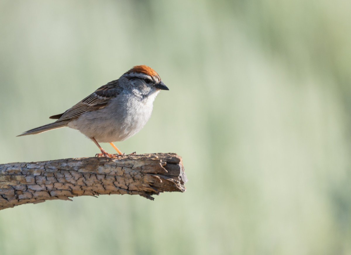 Chipping Sparrow - ML612597038