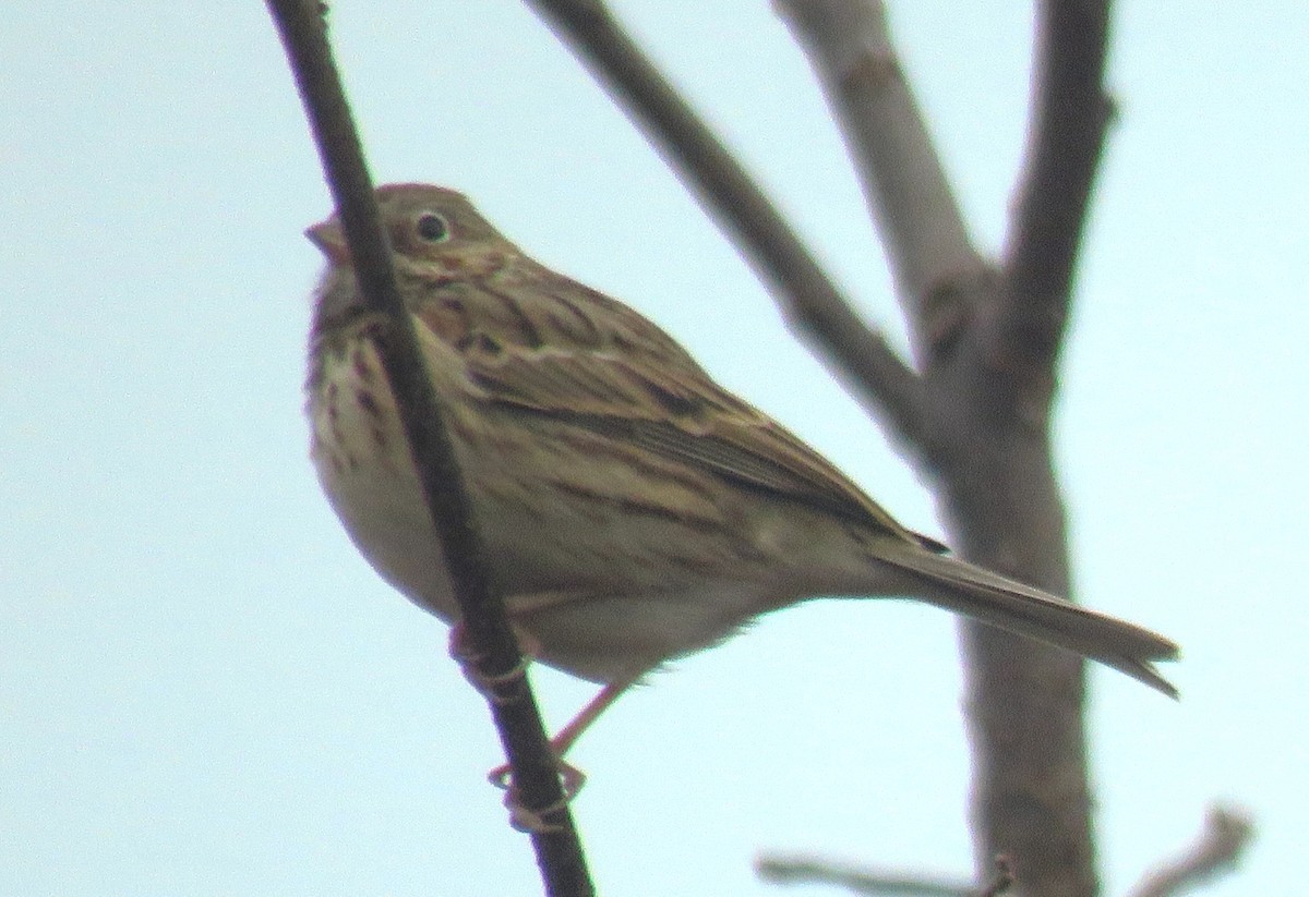 Vesper Sparrow - ML612597676