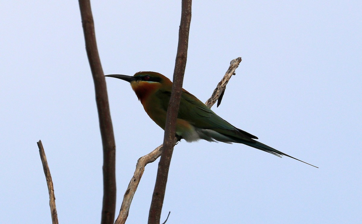 Blue-tailed Bee-eater - ML612597745
