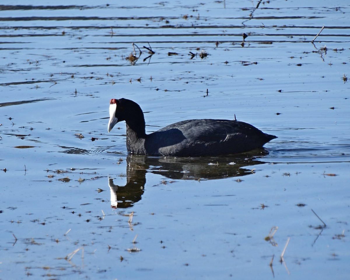 Red-knobbed Coot - Jens Thalund