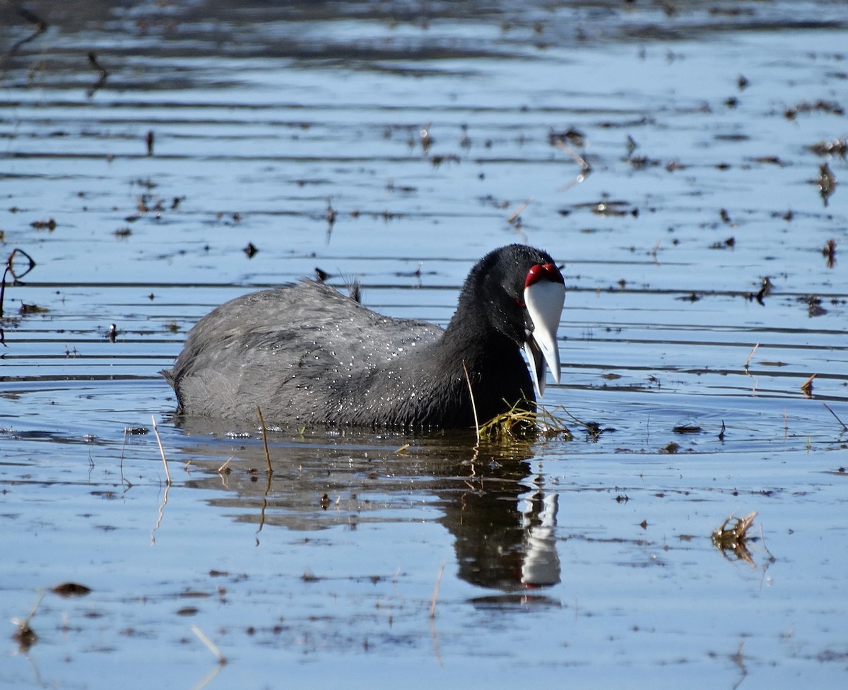 Red-knobbed Coot - Jens Thalund