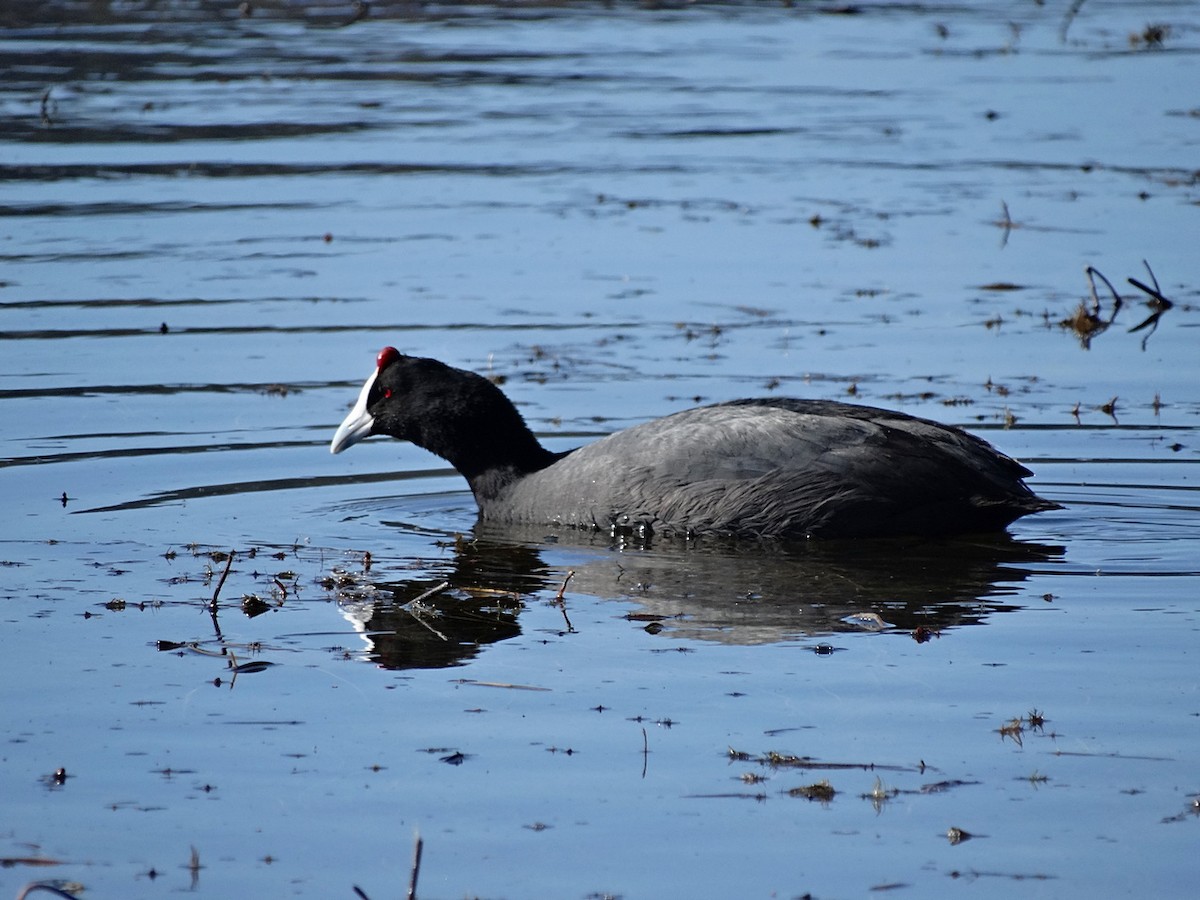 Red-knobbed Coot - ML612597761
