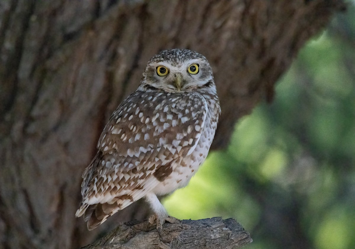 Burrowing Owl - ML612597887